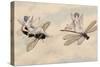 Two Fairies Flying Through the Air, One Seated on a Bee and the Other on a Dragonfly-Amelia Jane Murray-Stretched Canvas