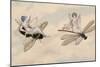 Two Fairies Flying Through the Air, One Seated on a Bee and the Other on a Dragonfly-Amelia Jane Murray-Mounted Giclee Print