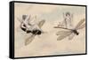 Two Fairies Flying Through the Air, One Seated on a Bee and the Other on a Dragonfly-Amelia Jane Murray-Framed Stretched Canvas