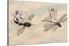 Two Fairies Flying Through the Air, One Seated on a Bee and the Other on a Dragonfly-Amelia Jane Murray-Stretched Canvas