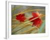 Two Fall Orange Fall Leaves Amid Yellow Reeds with Out of Focus Green Background-null-Framed Photographic Print