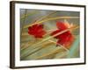Two Fall Orange Fall Leaves Amid Yellow Reeds with Out of Focus Green Background-null-Framed Photographic Print