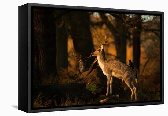 Two Fallow Deer, Cervus Elaphus, in London's Richmond Park-Alex Saberi-Framed Stretched Canvas