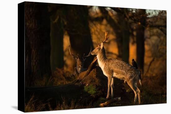 Two Fallow Deer, Cervus Elaphus, in London's Richmond Park-Alex Saberi-Stretched Canvas