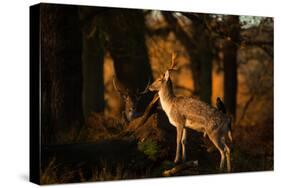 Two Fallow Deer, Cervus Elaphus, in London's Richmond Park-Alex Saberi-Stretched Canvas