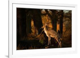 Two Fallow Deer, Cervus Elaphus, in London's Richmond Park-Alex Saberi-Framed Photographic Print