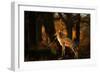 Two Fallow Deer, Cervus Elaphus, in London's Richmond Park-Alex Saberi-Framed Photographic Print