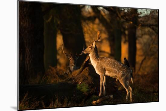 Two Fallow Deer, Cervus Elaphus, in London's Richmond Park-Alex Saberi-Mounted Photographic Print