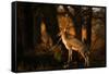 Two Fallow Deer, Cervus Elaphus, in London's Richmond Park-Alex Saberi-Framed Stretched Canvas