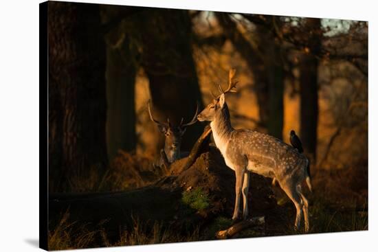 Two Fallow Deer, Cervus Elaphus, in London's Richmond Park-Alex Saberi-Stretched Canvas