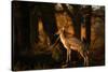 Two Fallow Deer, Cervus Elaphus, in London's Richmond Park-Alex Saberi-Stretched Canvas