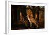 Two Fallow Deer, Cervus Elaphus, in London's Richmond Park-Alex Saberi-Framed Photographic Print