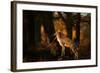 Two Fallow Deer, Cervus Elaphus, in London's Richmond Park-Alex Saberi-Framed Photographic Print