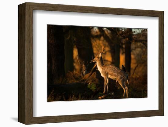 Two Fallow Deer, Cervus Elaphus, in London's Richmond Park-Alex Saberi-Framed Photographic Print