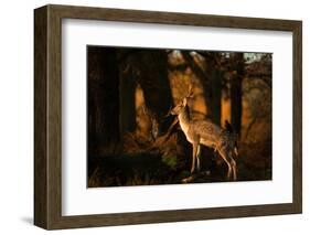 Two Fallow Deer, Cervus Elaphus, in London's Richmond Park-Alex Saberi-Framed Photographic Print