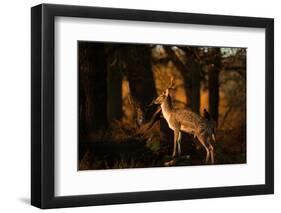 Two Fallow Deer, Cervus Elaphus, in London's Richmond Park-Alex Saberi-Framed Photographic Print
