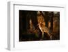 Two Fallow Deer, Cervus Elaphus, in London's Richmond Park-Alex Saberi-Framed Photographic Print