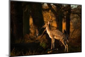Two Fallow Deer, Cervus Elaphus, in London's Richmond Park-Alex Saberi-Mounted Photographic Print