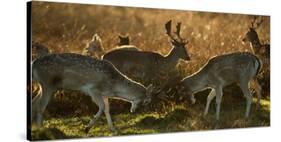 Two Fallow Deer, Dama Dama, Fighting in London's Richmond Park-Alex Saberi-Stretched Canvas