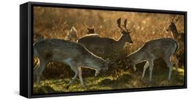 Two Fallow Deer, Dama Dama, Fighting in London's Richmond Park-Alex Saberi-Framed Stretched Canvas
