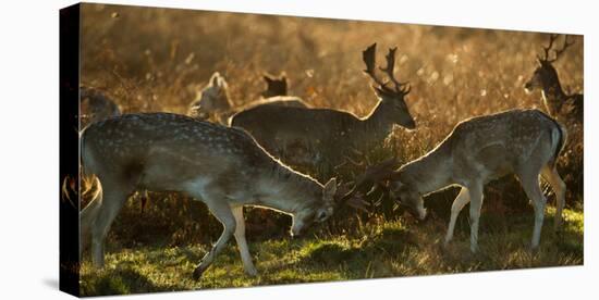 Two Fallow Deer, Dama Dama, Fighting in London's Richmond Park-Alex Saberi-Stretched Canvas