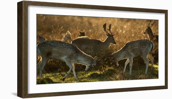 Two Fallow Deer, Dama Dama, Fighting in London's Richmond Park-Alex Saberi-Framed Photographic Print