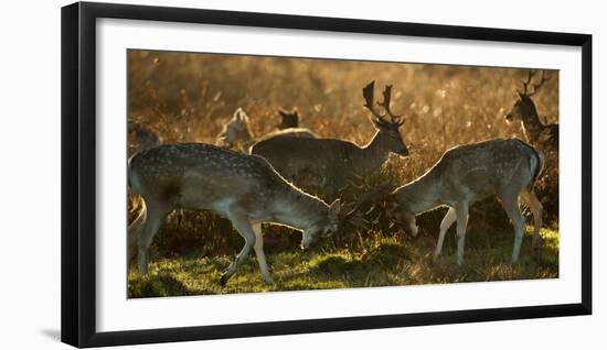 Two Fallow Deer, Dama Dama, Fighting in London's Richmond Park-Alex Saberi-Framed Photographic Print