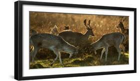 Two Fallow Deer, Dama Dama, Fighting in London's Richmond Park-Alex Saberi-Framed Photographic Print