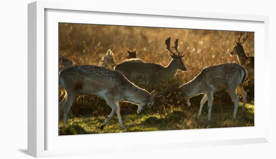 Two Fallow Deer, Dama Dama, Fighting in London's Richmond Park-Alex Saberi-Framed Photographic Print