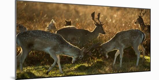 Two Fallow Deer, Dama Dama, Fighting in London's Richmond Park-Alex Saberi-Mounted Photographic Print