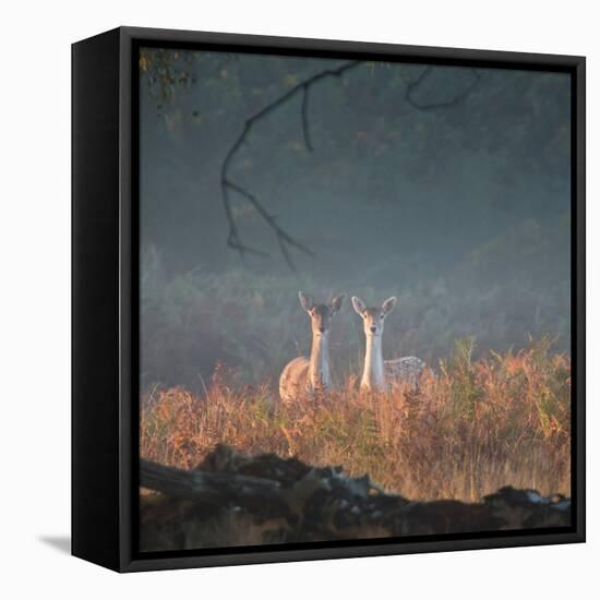 Two Fallow Deer Females, Dama Dama, in Early Morning Haze in Richmond Park-Alex Saberi-Framed Stretched Canvas