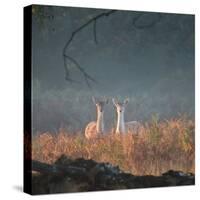 Two Fallow Deer Females, Dama Dama, in Early Morning Haze in Richmond Park-Alex Saberi-Stretched Canvas