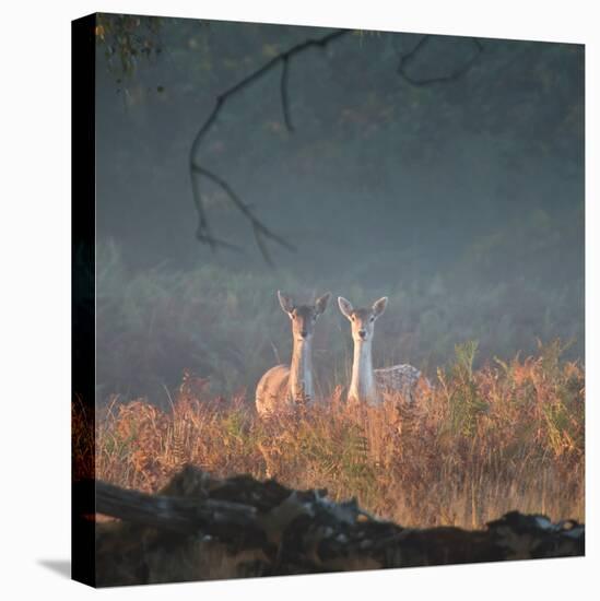 Two Fallow Deer Females, Dama Dama, in Early Morning Haze in Richmond Park-Alex Saberi-Stretched Canvas