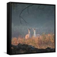 Two Fallow Deer Females, Dama Dama, in Early Morning Haze in Richmond Park-Alex Saberi-Framed Stretched Canvas