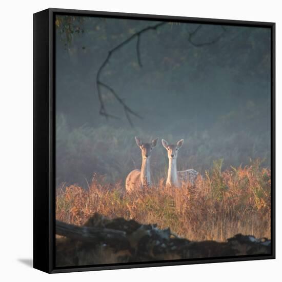 Two Fallow Deer Females, Dama Dama, in Early Morning Haze in Richmond Park-Alex Saberi-Framed Stretched Canvas