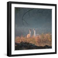 Two Fallow Deer Females, Dama Dama, in Early Morning Haze in Richmond Park-Alex Saberi-Framed Photographic Print