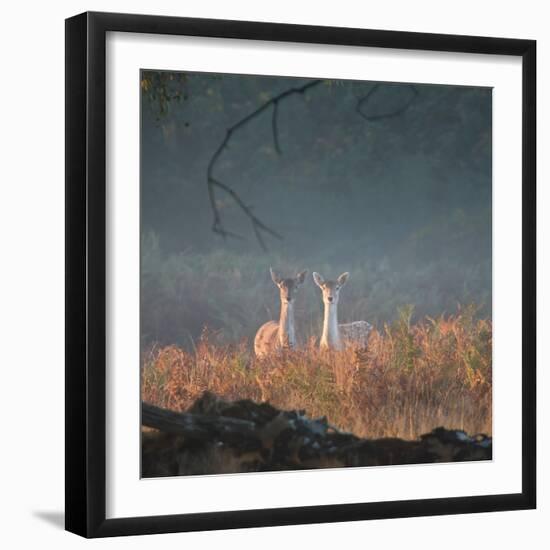 Two Fallow Deer Females, Dama Dama, in Early Morning Haze in Richmond Park-Alex Saberi-Framed Photographic Print