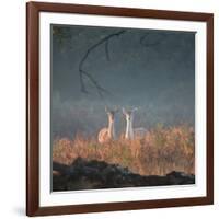 Two Fallow Deer Females, Dama Dama, in Early Morning Haze in Richmond Park-Alex Saberi-Framed Photographic Print