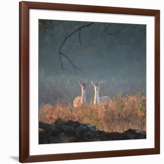 Two Fallow Deer Females, Dama Dama, in Early Morning Haze in Richmond Park-Alex Saberi-Framed Photographic Print