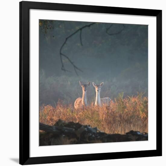 Two Fallow Deer Females, Dama Dama, in Early Morning Haze in Richmond Park-Alex Saberi-Framed Photographic Print