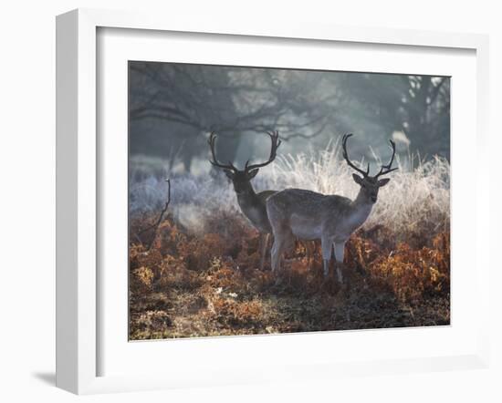 Two Fallow Deer Stags, Dama Dama, Stand In Richmond Park At Dawn-Alex Saberi-Framed Photographic Print