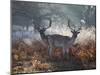Two Fallow Deer Stags, Dama Dama, Stand In Richmond Park At Dawn-Alex Saberi-Mounted Photographic Print