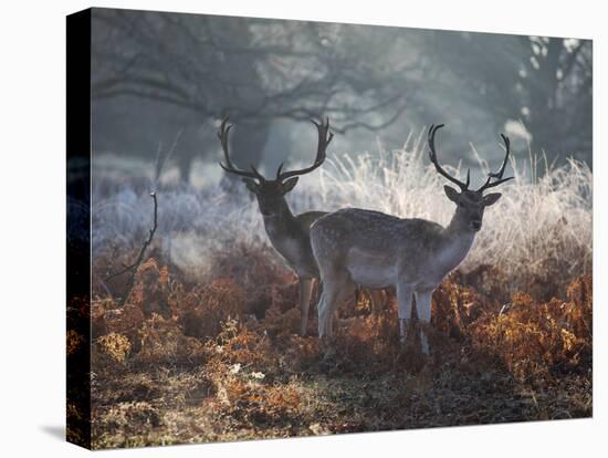 Two Fallow Deer Stags, Dama Dama, Stand In Richmond Park At Dawn-Alex Saberi-Stretched Canvas