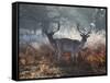 Two Fallow Deer Stags, Dama Dama, Stand In Richmond Park At Dawn-Alex Saberi-Framed Stretched Canvas