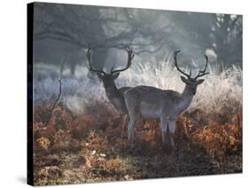 Two Fallow Deer Stags, Dama Dama, Stand In Richmond Park At Dawn-Alex Saberi-Stretched Canvas