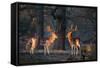 Two Fallow Deer Stags Illuminated by the Early Morning Sunrise in Richmond Park-Alex Saberi-Framed Stretched Canvas