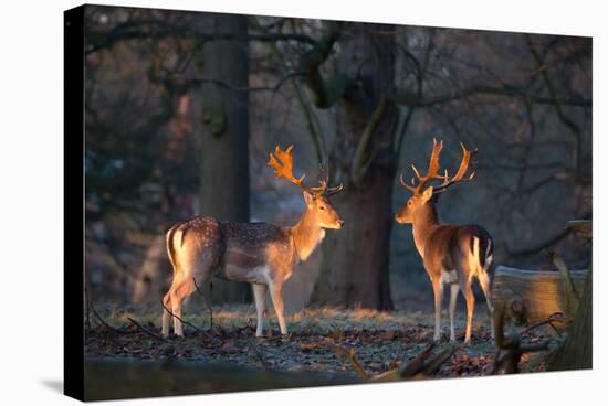 Two Fallow Deer Stags Illuminated by the Early Morning Sunrise in Richmond Park-Alex Saberi-Stretched Canvas