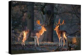 Two Fallow Deer Stags Illuminated by the Early Morning Sunrise in Richmond Park-Alex Saberi-Stretched Canvas