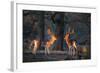 Two Fallow Deer Stags Illuminated by the Early Morning Sunrise in Richmond Park-Alex Saberi-Framed Photographic Print