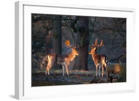 Two Fallow Deer Stags Illuminated by the Early Morning Sunrise in Richmond Park-Alex Saberi-Framed Photographic Print